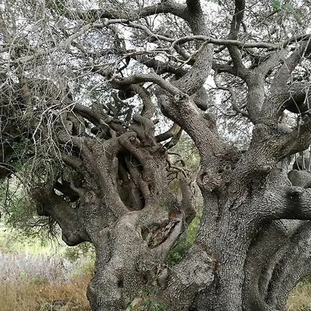 L'albero Magico Nella Campagna Gallurese