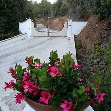 L'albero Magico Nella Campagna Gallurese * Santa Teresa Gallura