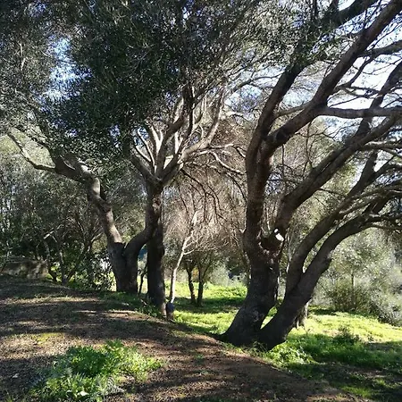 L'albero Magico Nella Campagna Gallurese *
